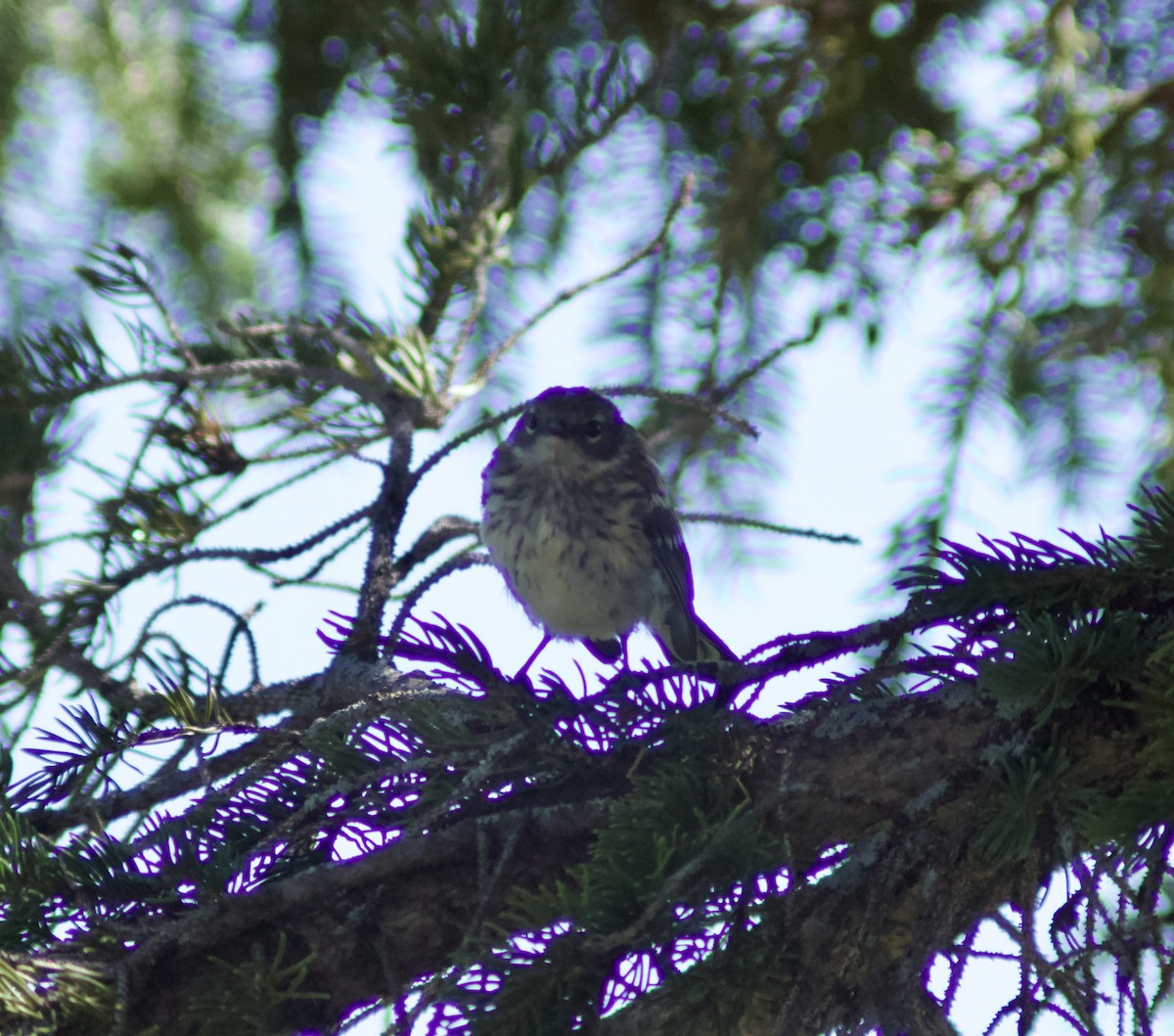 Yellow-rumped Warbler - ML622270451