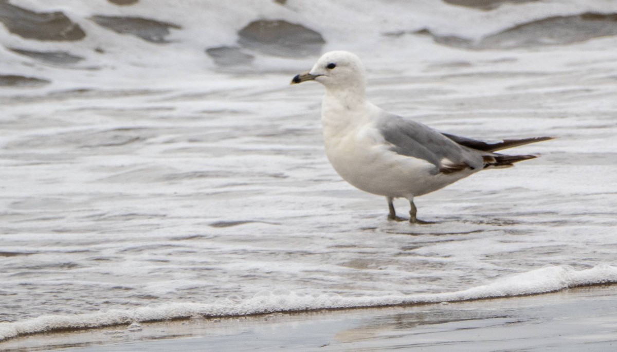 Ring-billed Gull - ML622270500