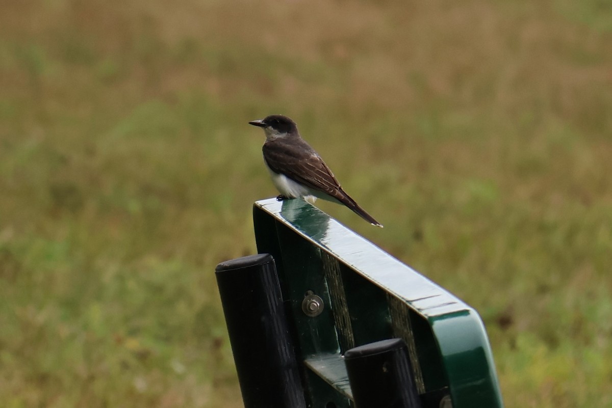 Eastern Kingbird - ML622270572