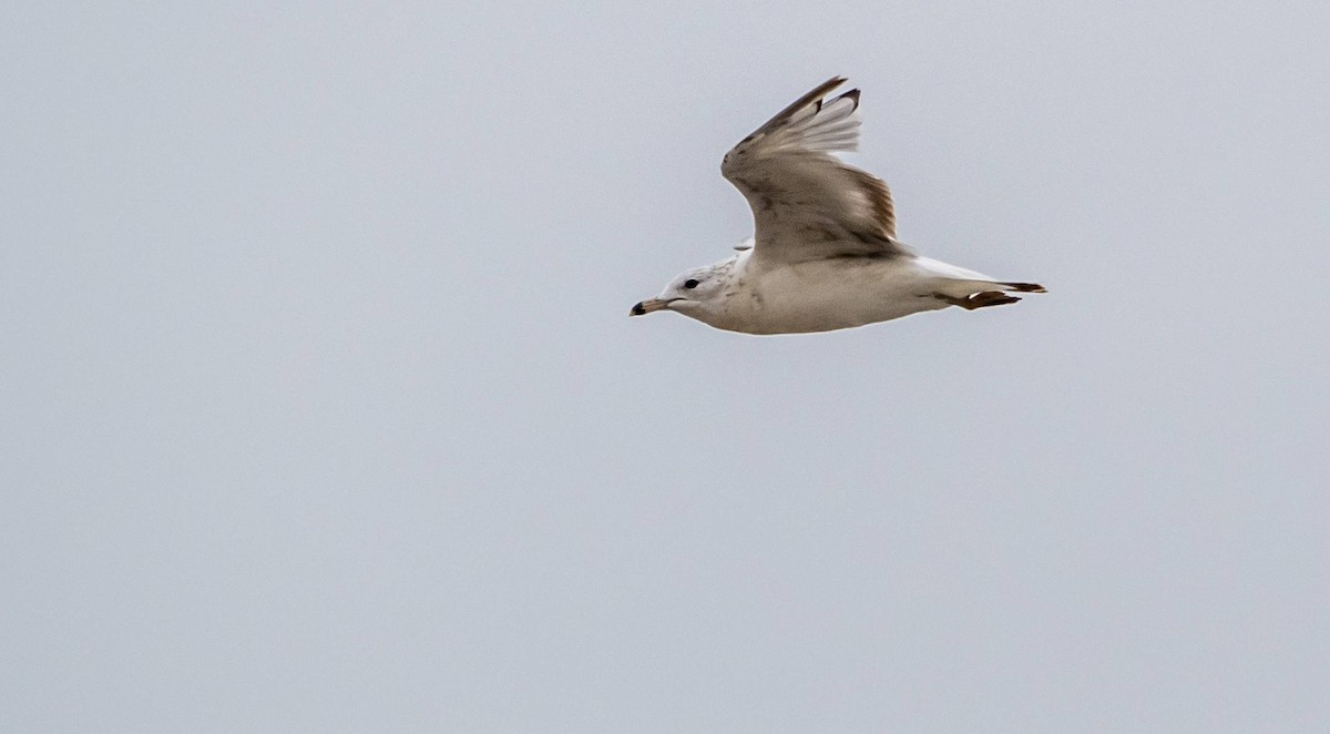 Ring-billed Gull - ML622270812