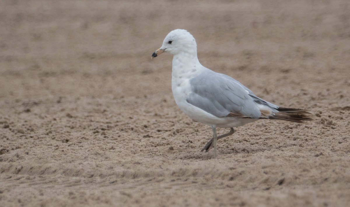 Ring-billed Gull - ML622270814