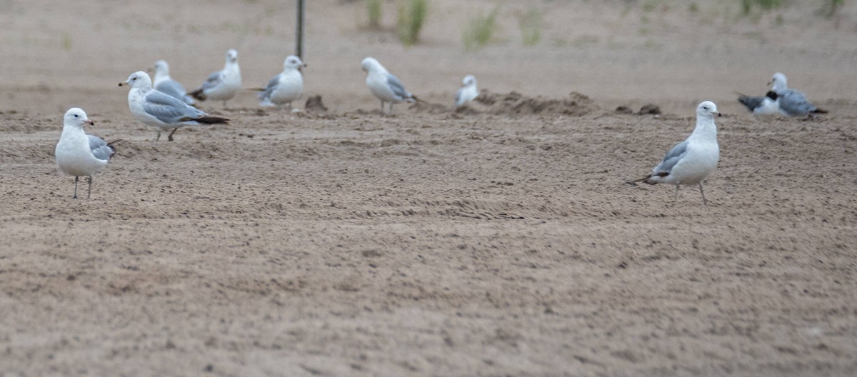 Ring-billed Gull - ML622270815