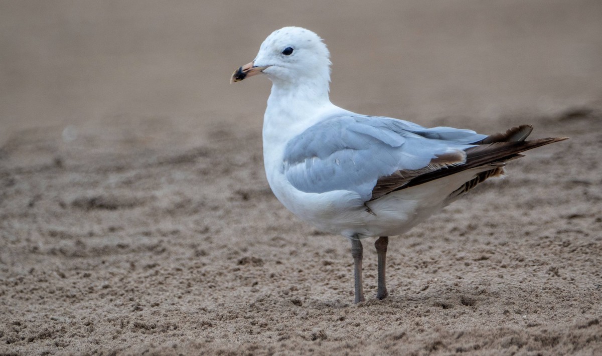 Ring-billed Gull - ML622270816