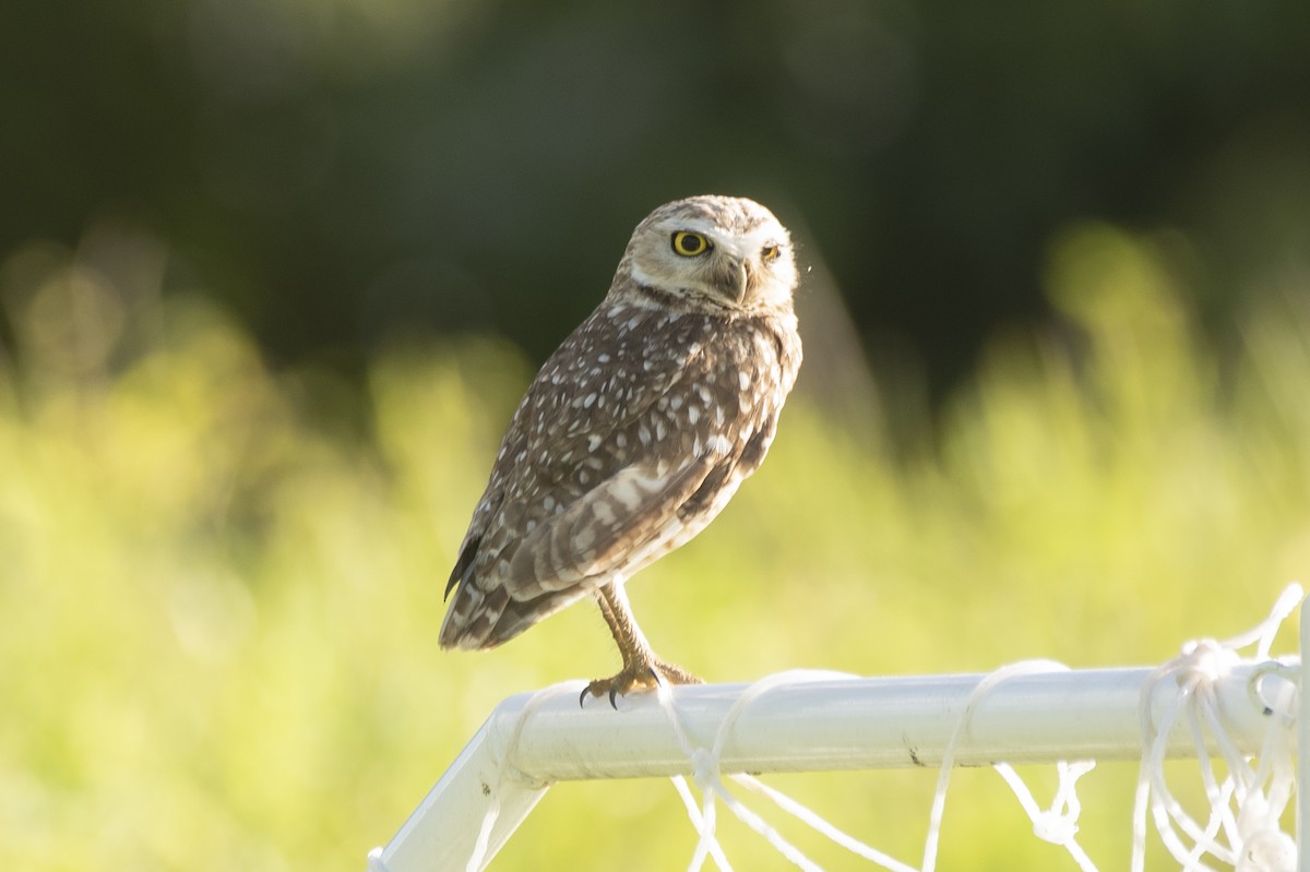 Burrowing Owl (grallaria) - ML622270823