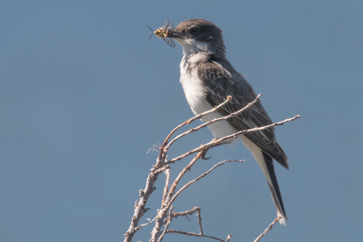 Eastern Kingbird - ML622270896