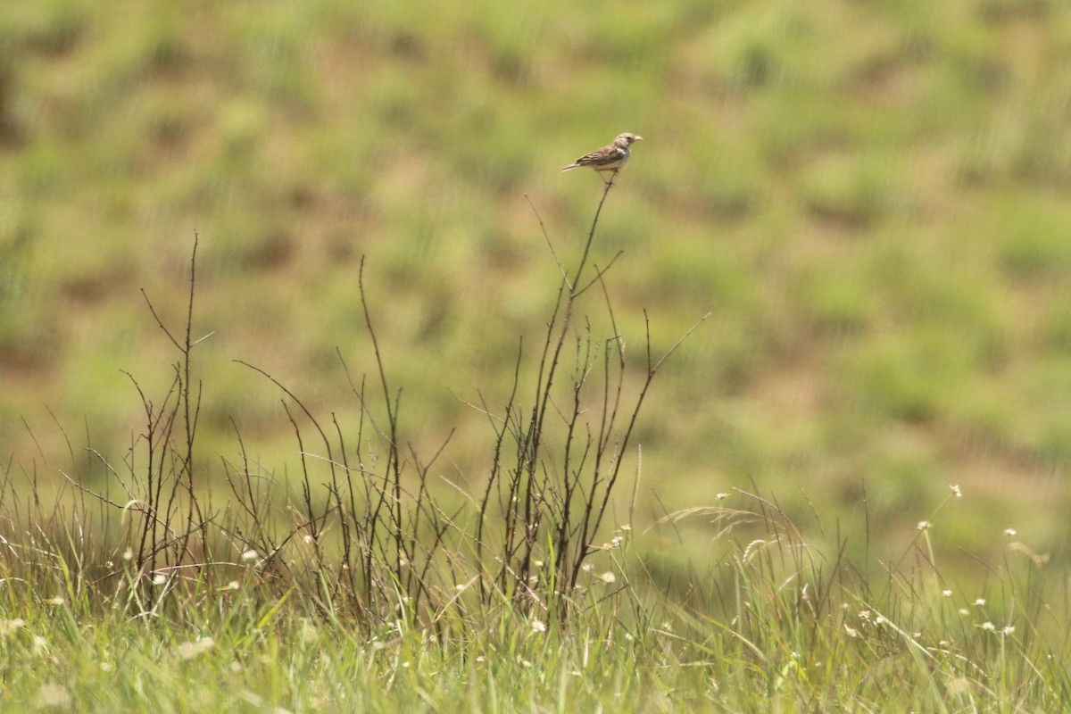 Madagascar Lark - ML622270969