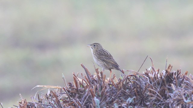 Hellmayr's Pipit - ML622271011