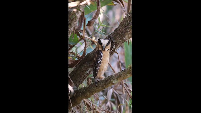 Buff-fronted Owl - ML622271032