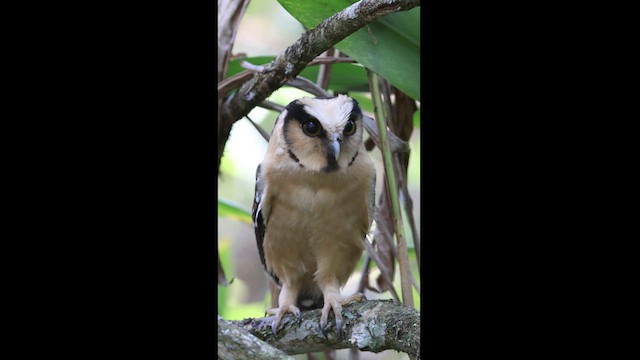 Buff-fronted Owl - ML622271037