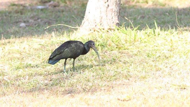 Green Ibis - ML622271062