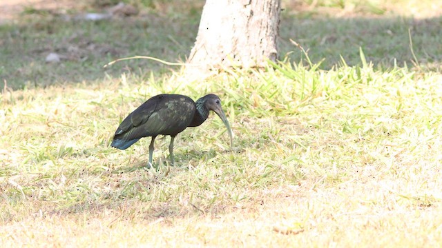 grønnakkeibis - ML622271062