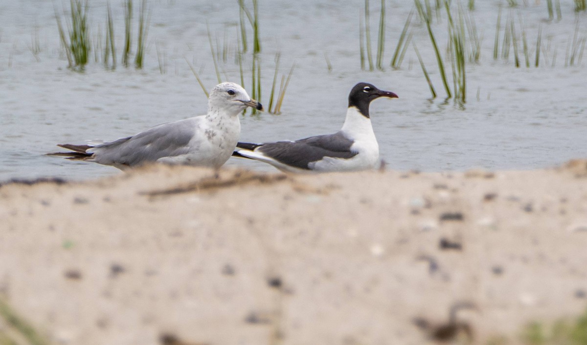 Ring-billed Gull - ML622271095