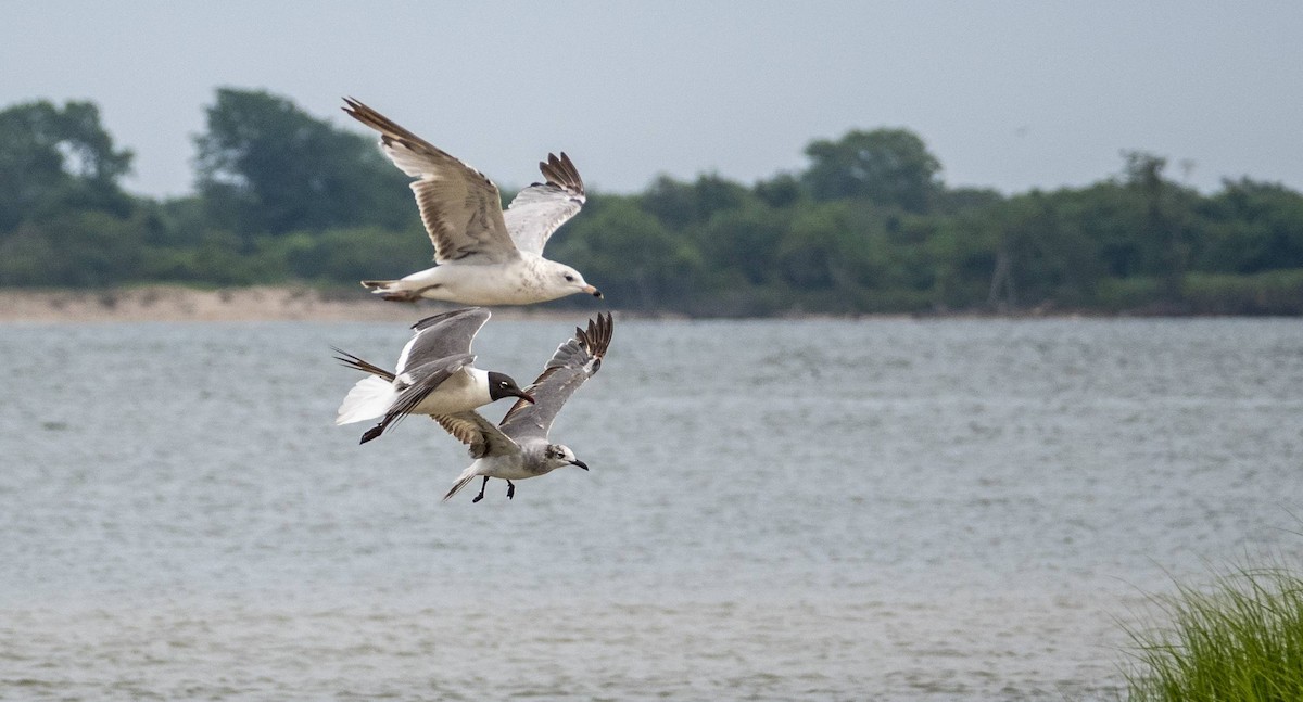 Ring-billed Gull - Matt M.