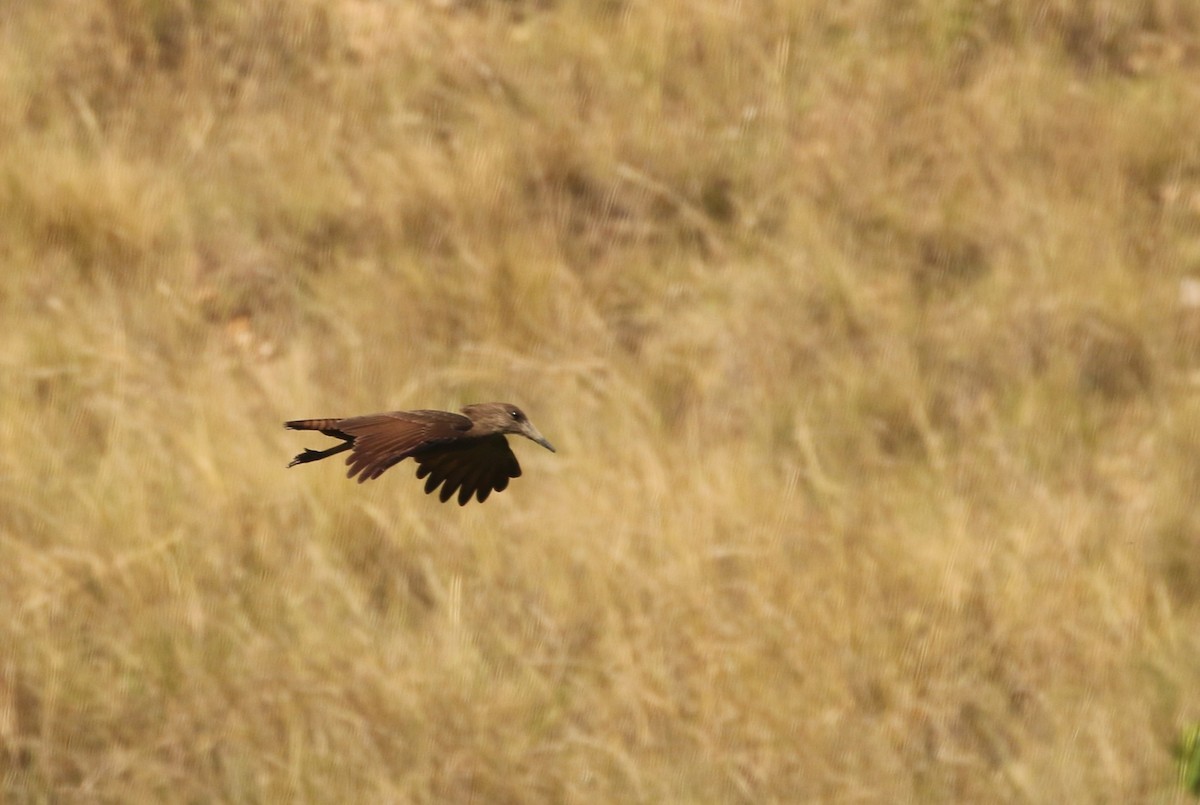 Hamerkop - ML622271154