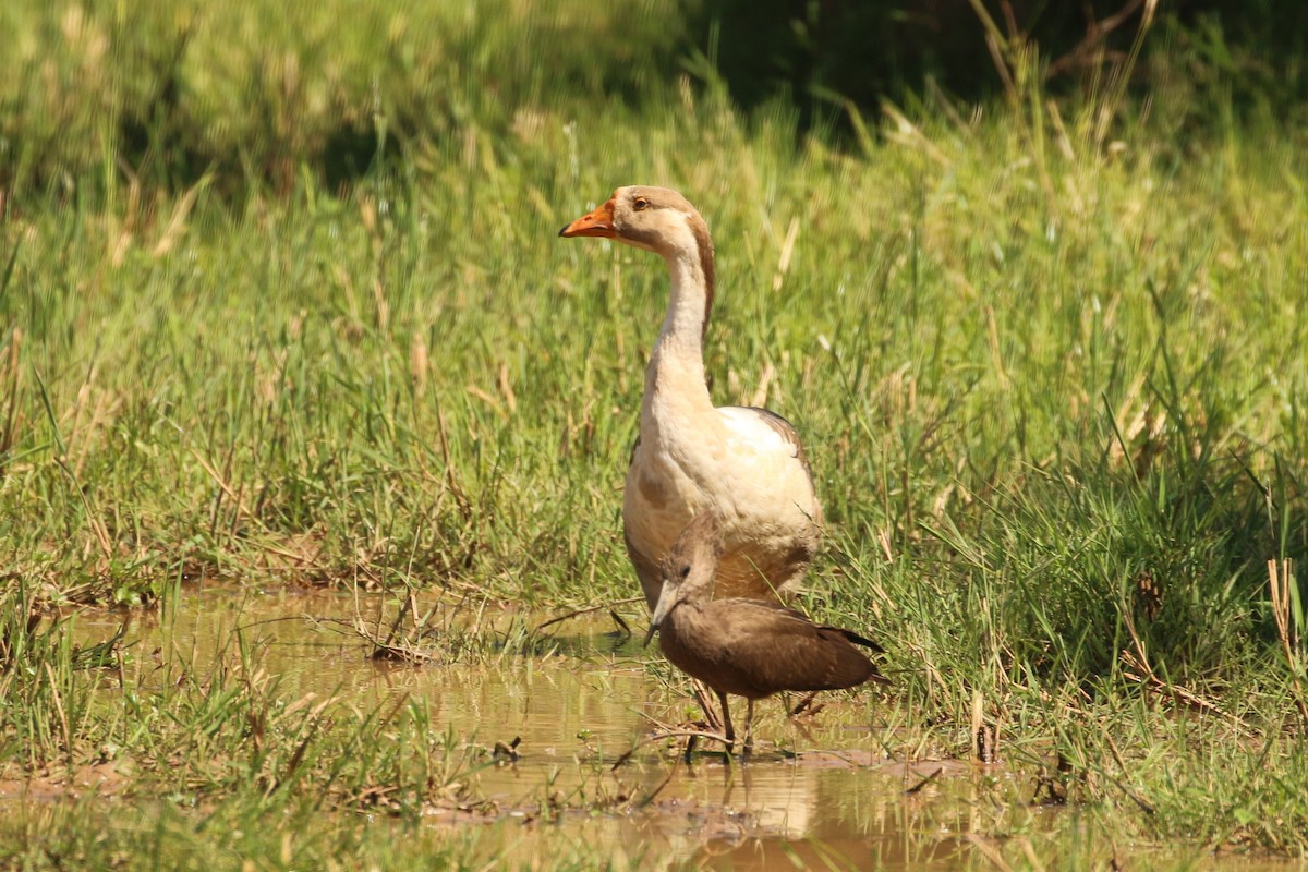 Hamerkop - ML622271155