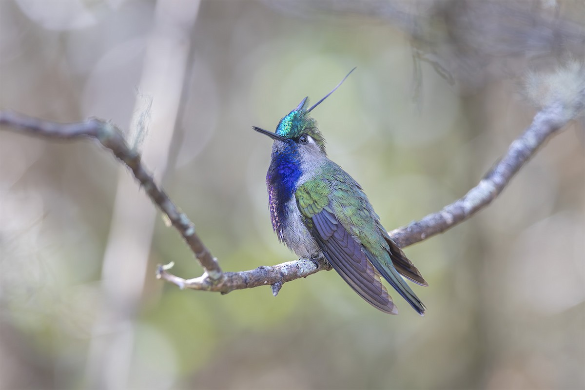 Green-crowned Plovercrest - ML622271166