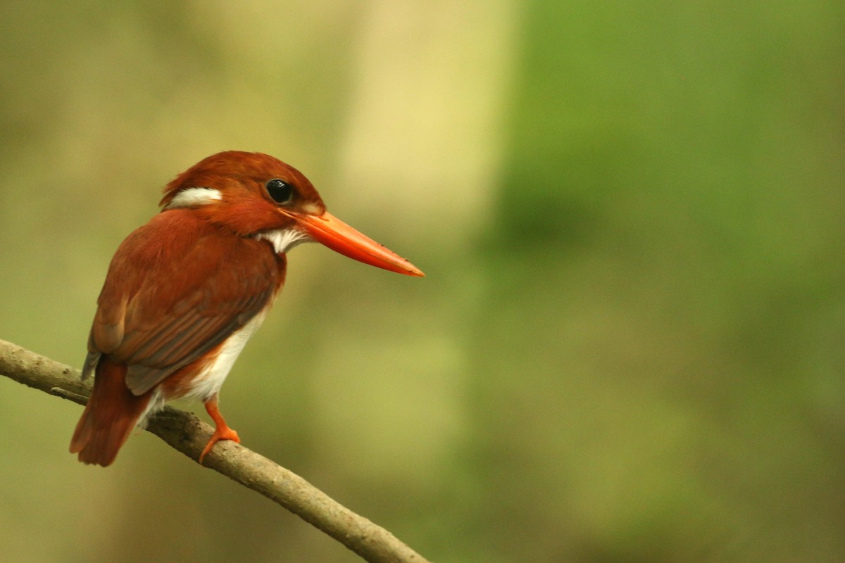 Madagascar Pygmy Kingfisher - ML622271184