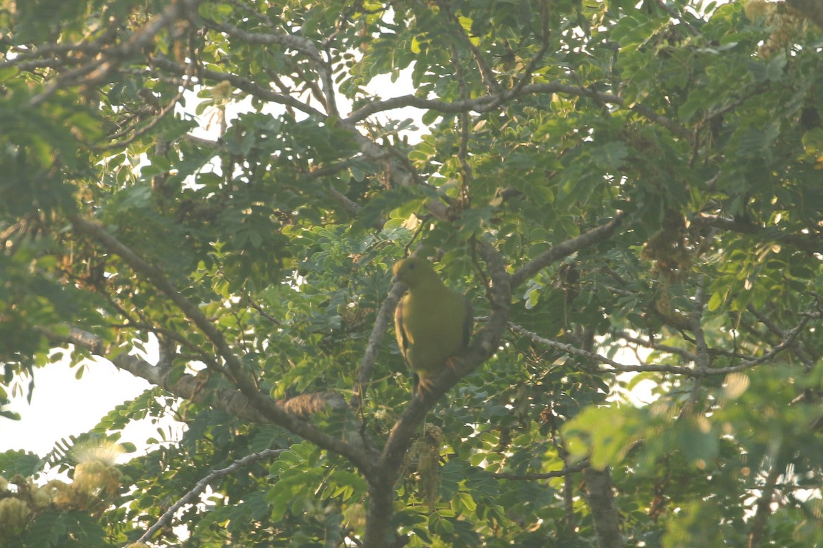 Madagascar Green-Pigeon - ML622271197