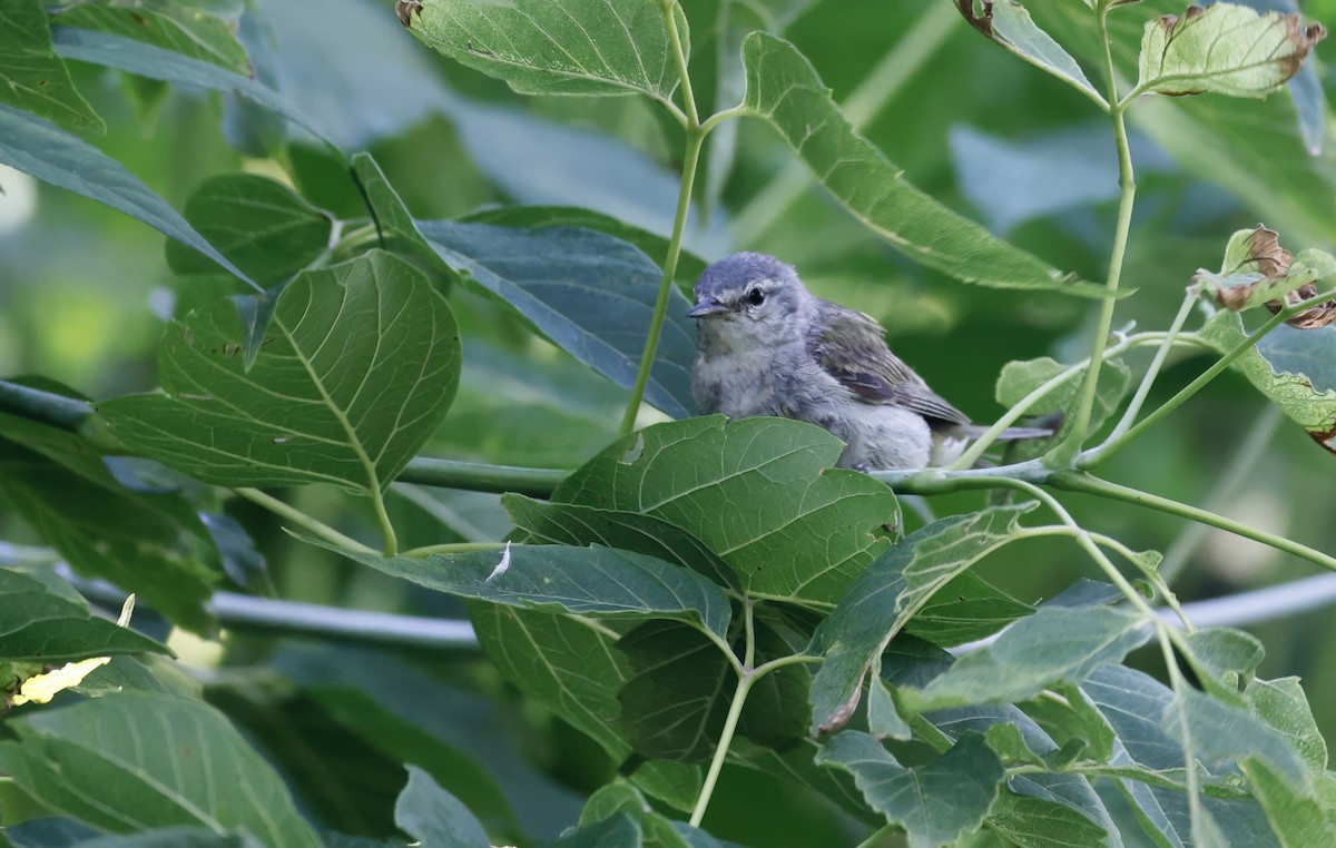 Tennessee Warbler - ML622271228