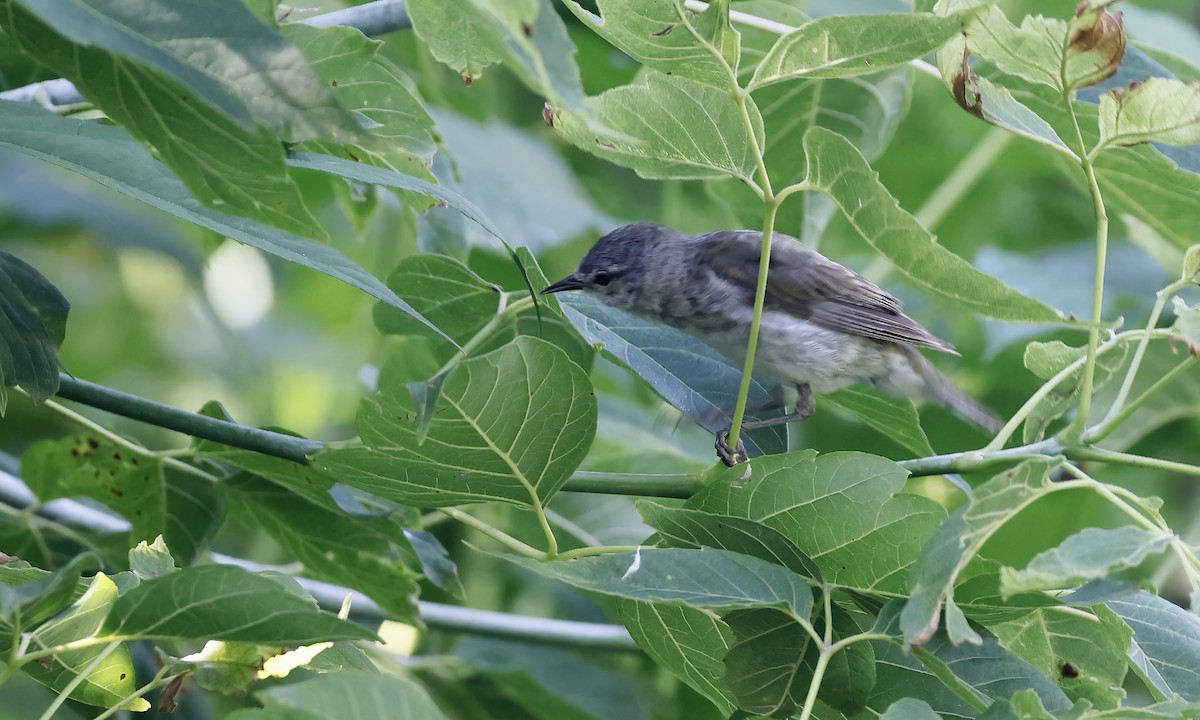 Tennessee Warbler - ML622271232