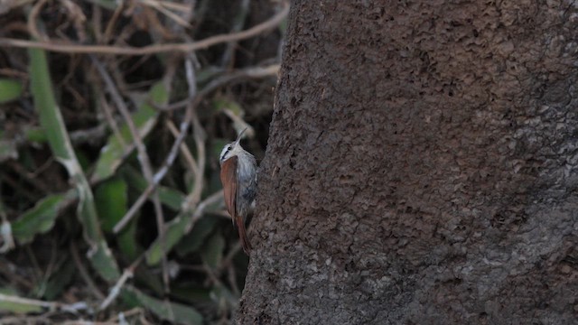 Narrow-billed Woodcreeper - ML622271242