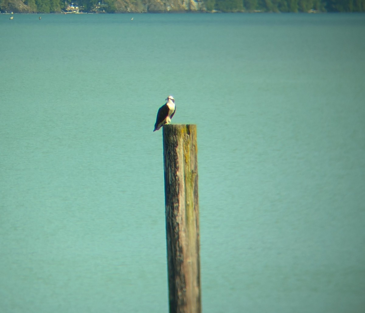 Osprey - ML622271251