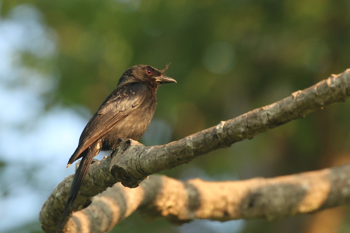 Drongo Malgache (forficatus) - ML622271264