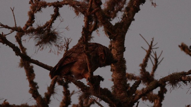 Great Horned Owl - ML622271294