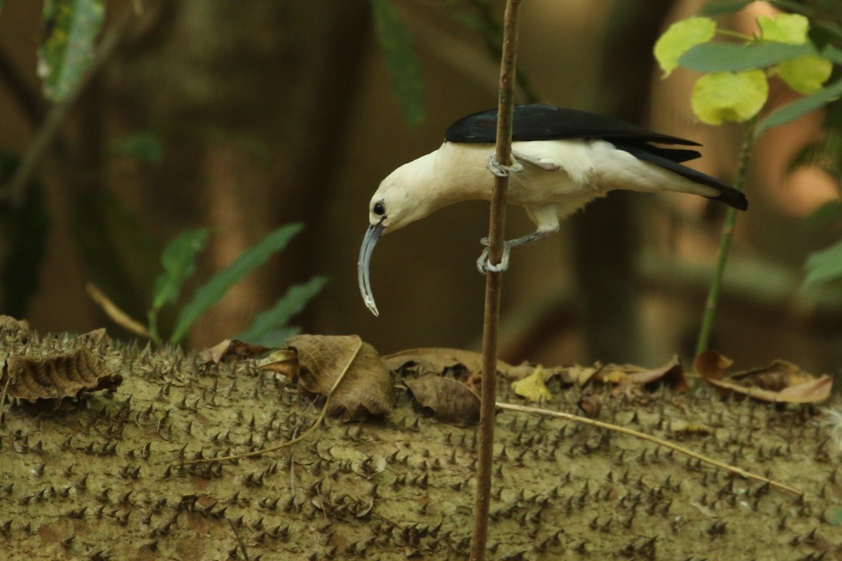 Sickle-billed Vanga - André Geelhoed