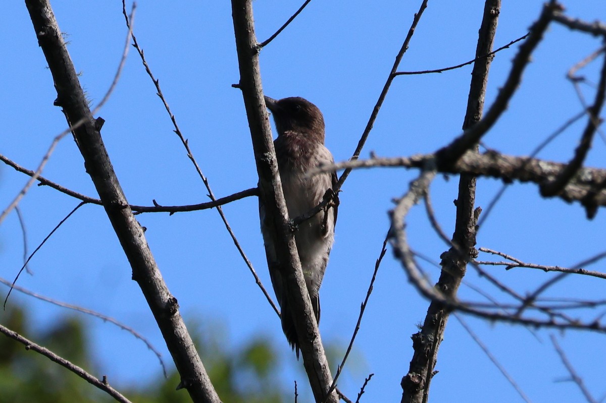 Red-headed Woodpecker - ML622271303