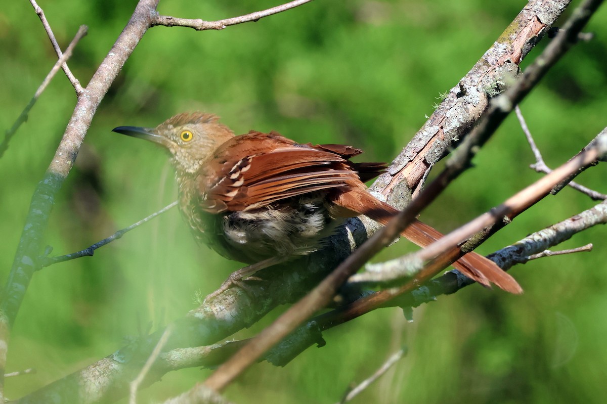 Brown Thrasher - ML622271305