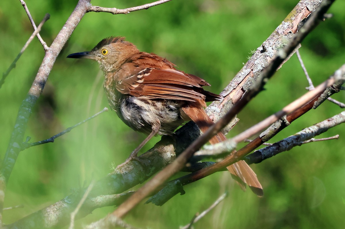 Brown Thrasher - ML622271306