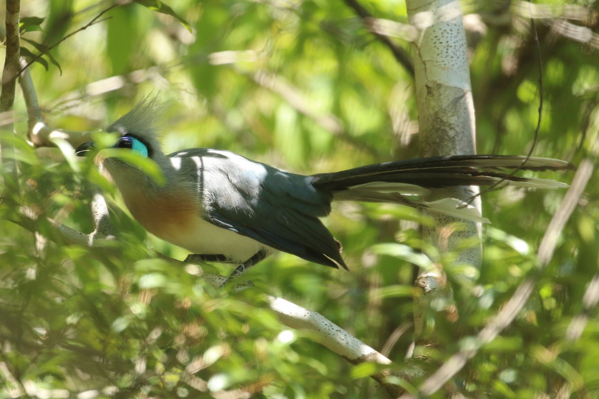 Crested Coua (Crested) - ML622271307