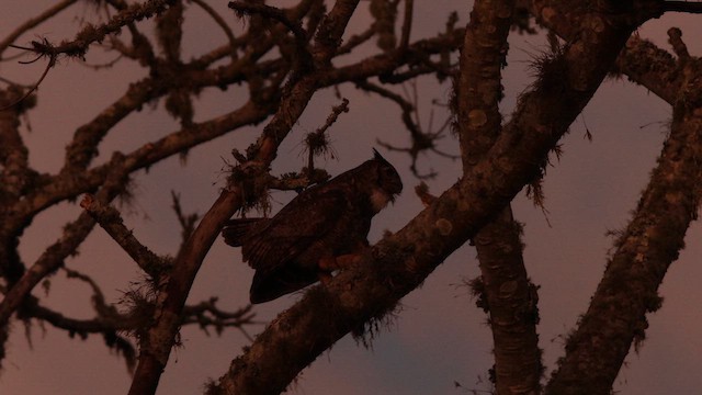 Great Horned Owl - ML622271308