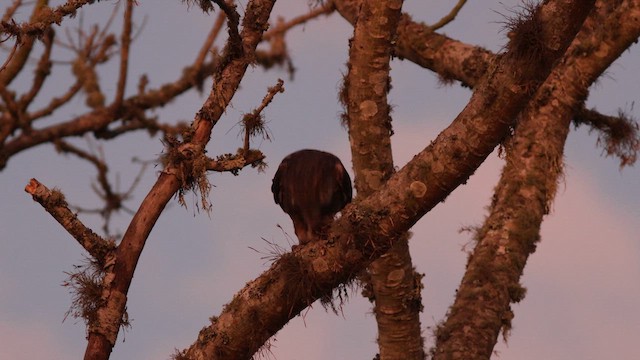 Great Horned Owl - ML622271313