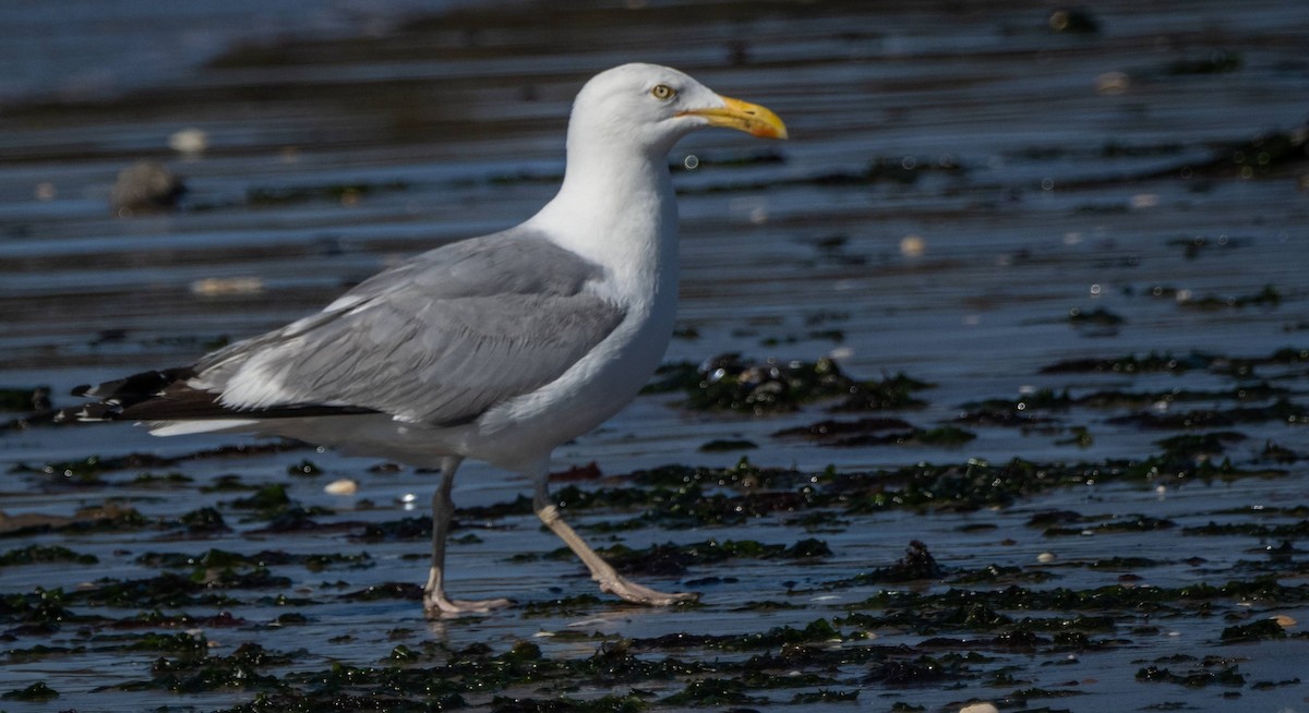 Gaviota Argéntea (americana) - ML622271370