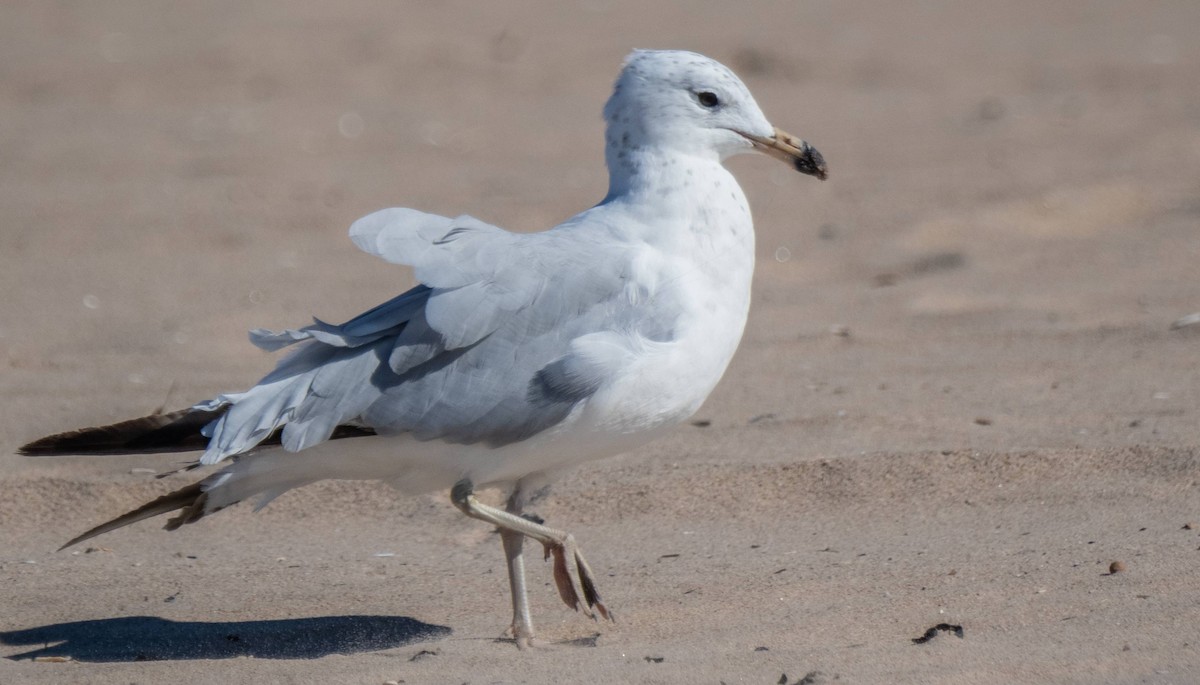 Ring-billed Gull - ML622271376