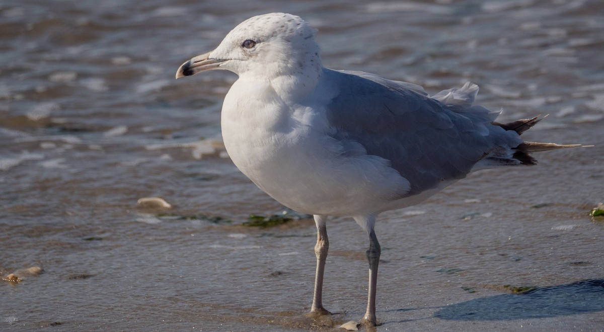 Ring-billed Gull - ML622271377