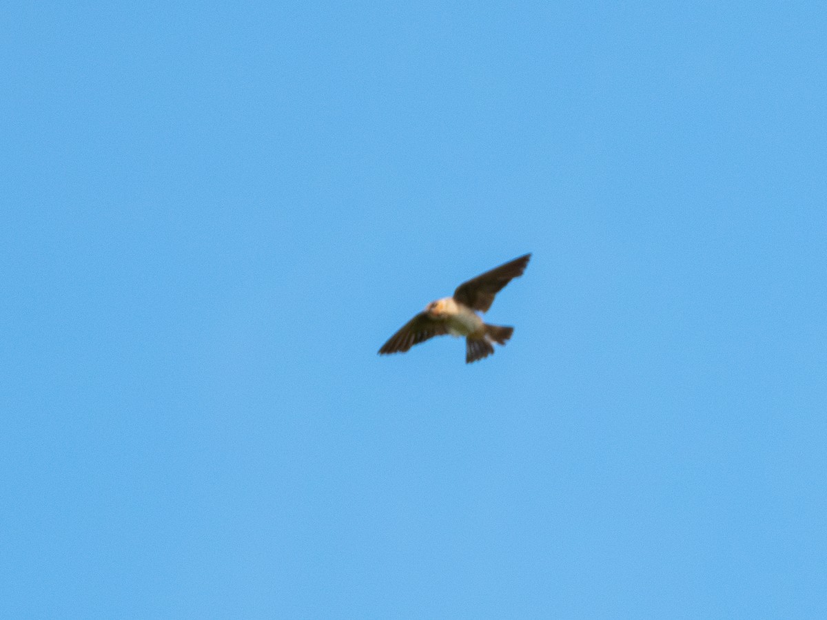 Cave Swallow (Texas) - ML622271399