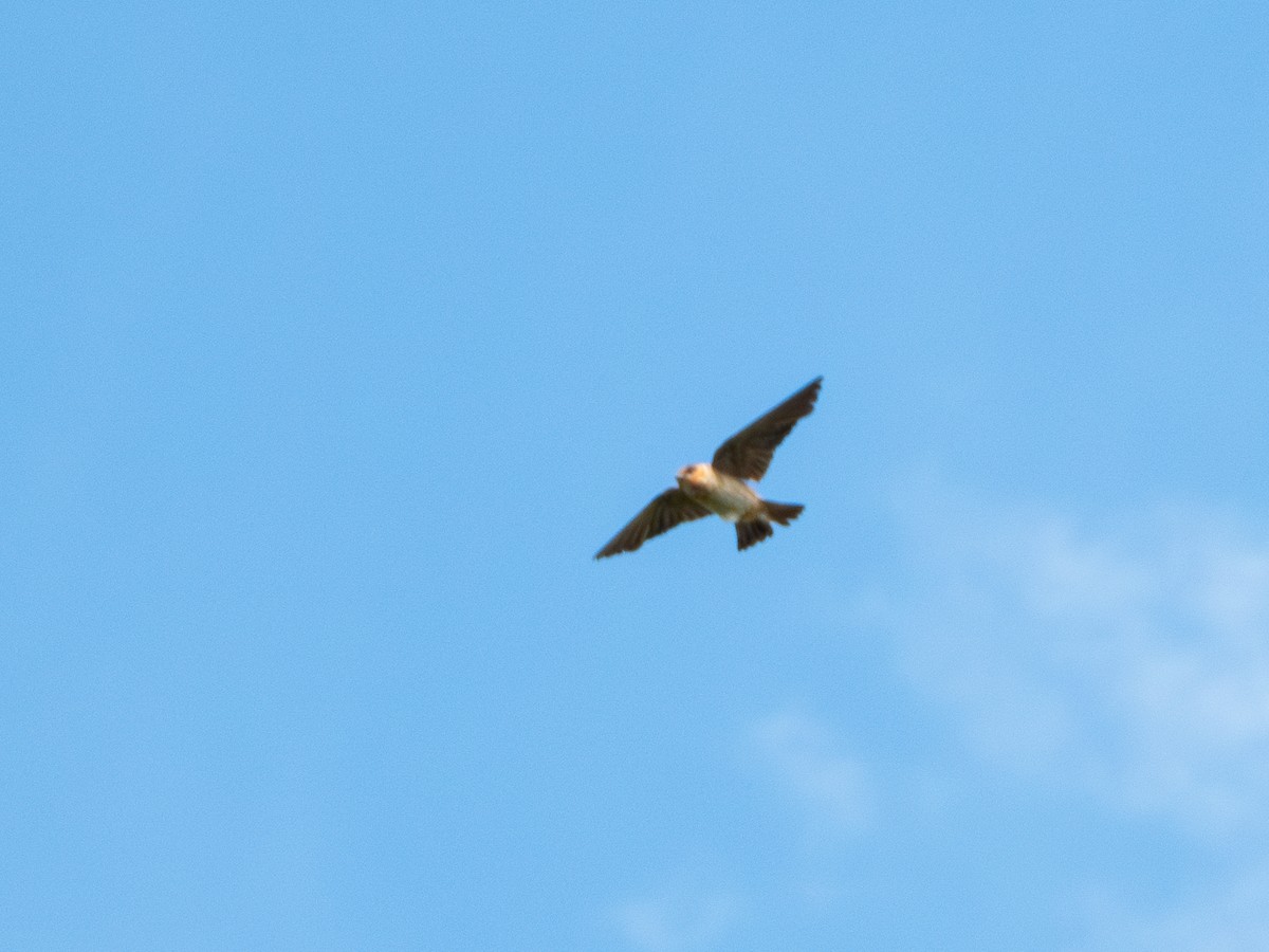 Cave Swallow (Texas) - ML622271400