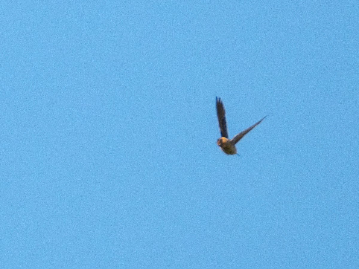 Cave Swallow (Texas) - ML622271401