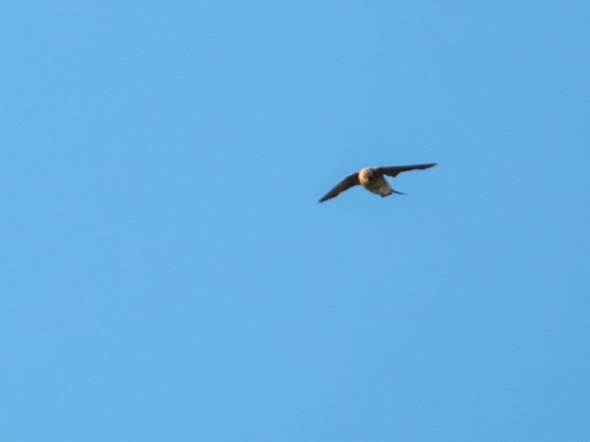 Cave Swallow (Texas) - ML622271403