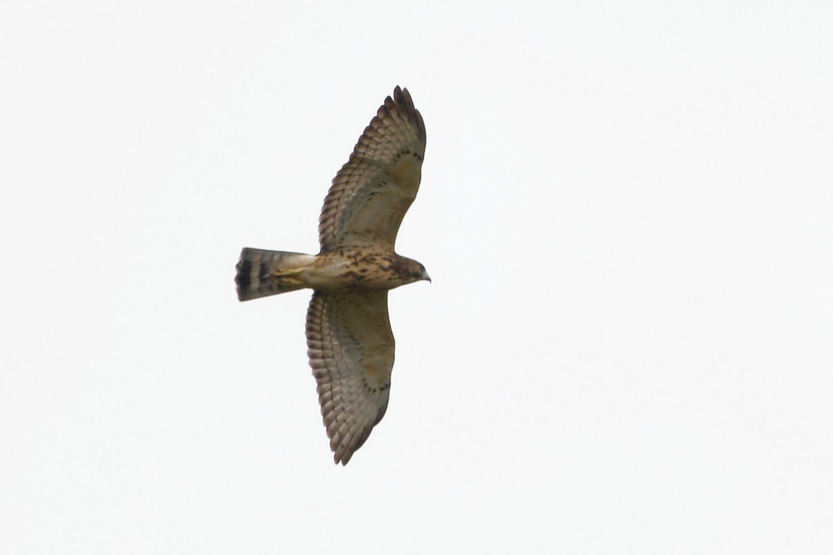 Broad-winged Hawk - ML622271404