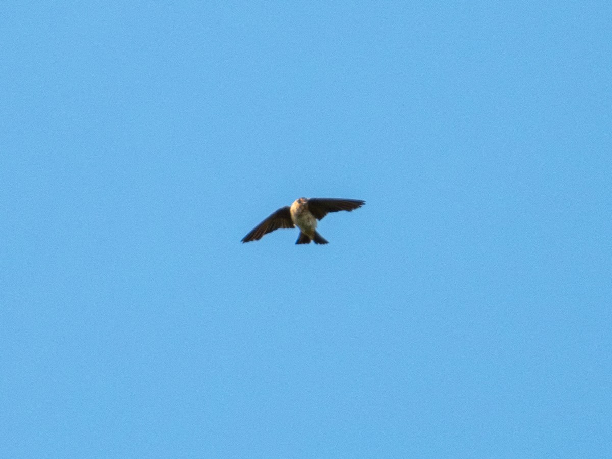 Cave Swallow (Texas) - ML622271406