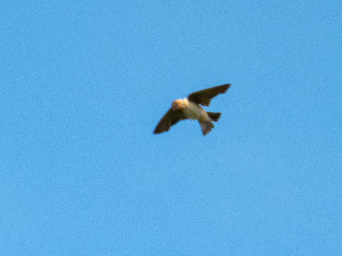 Cave Swallow (Texas) - ML622271407