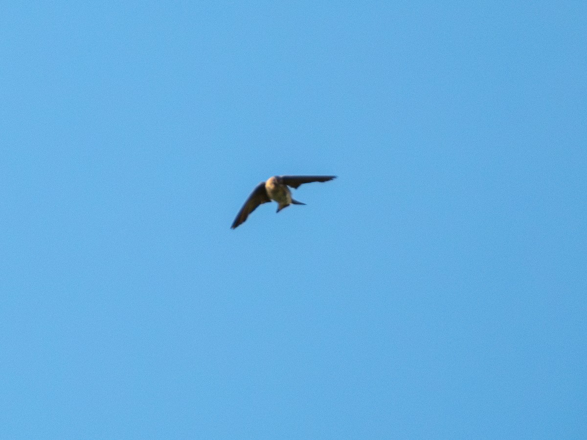 Cave Swallow (Texas) - ML622271409