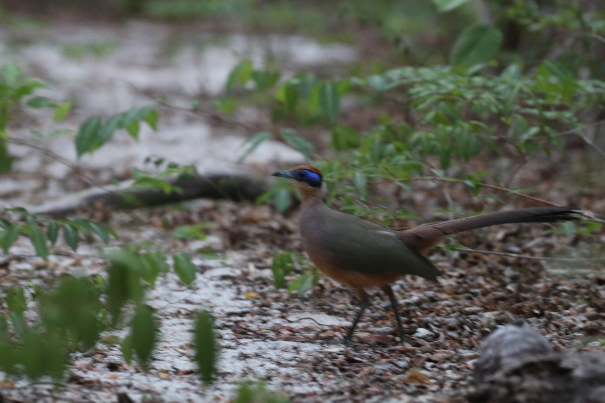 Red-capped Coua (Red-capped) - André Geelhoed