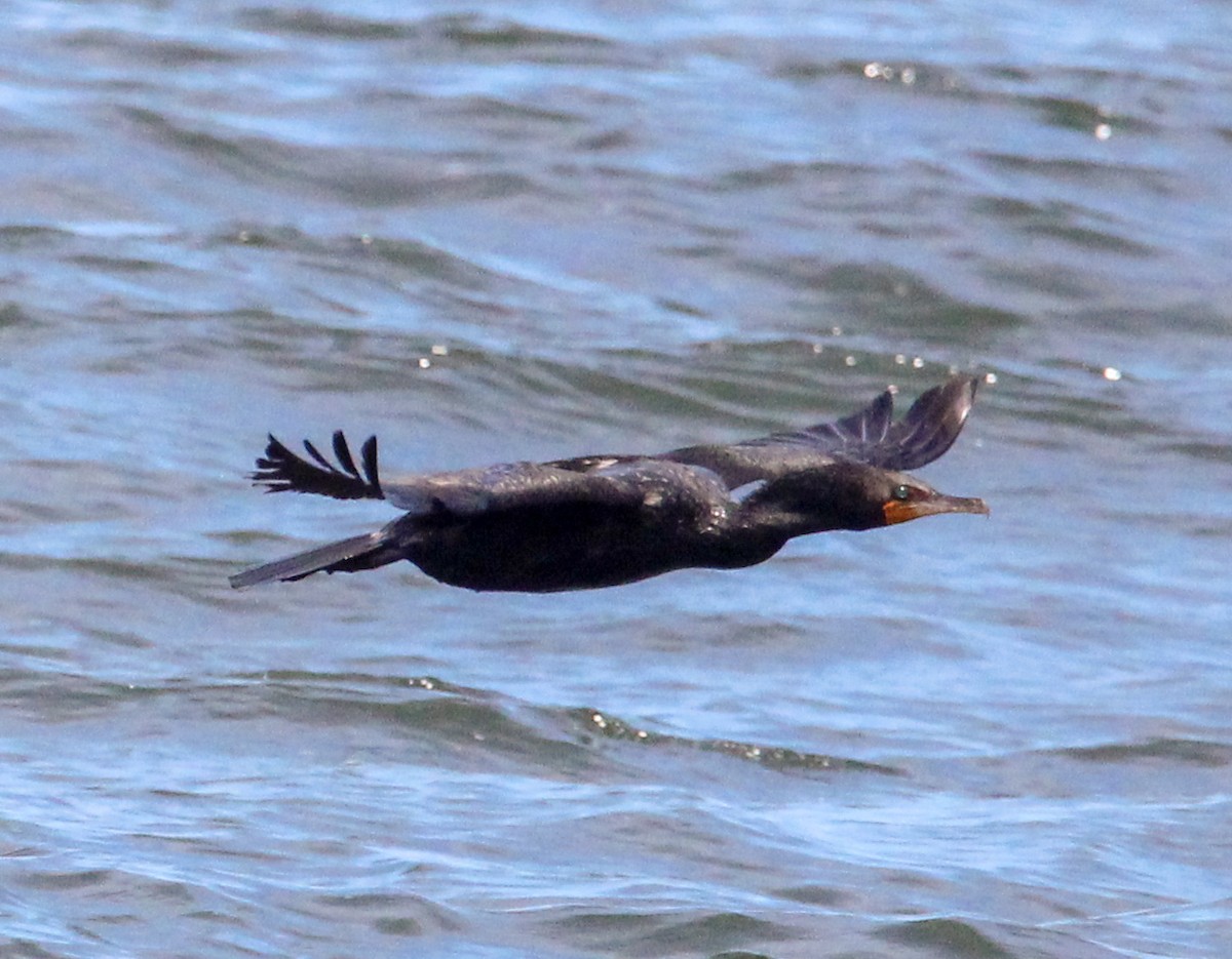 Double-crested Cormorant - ML622271422