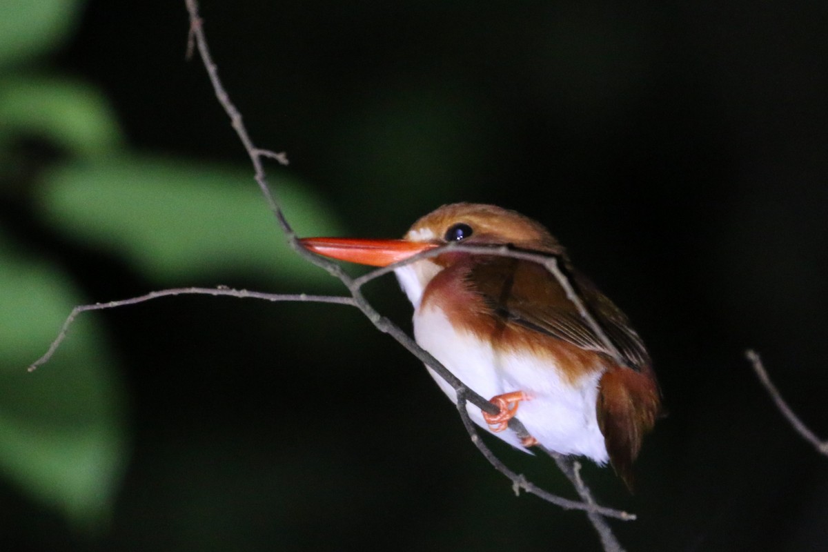 Madagascar Pygmy Kingfisher - ML622271471