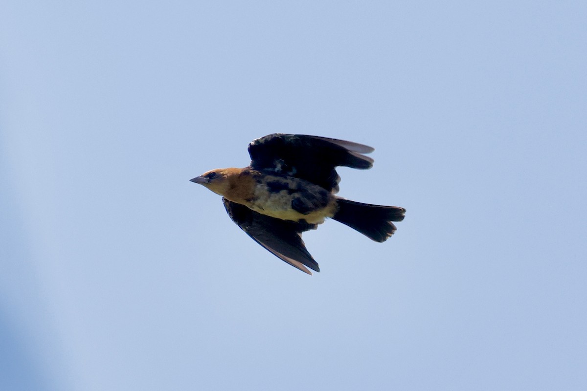 Yellow-headed Blackbird - ML622271532